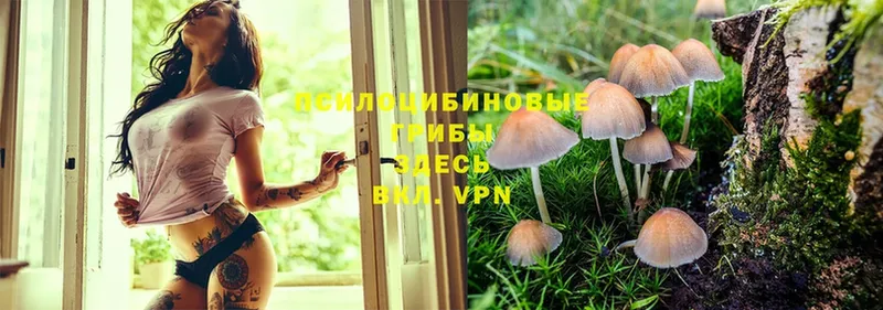 Псилоцибиновые грибы Psilocybine cubensis  Покровск 